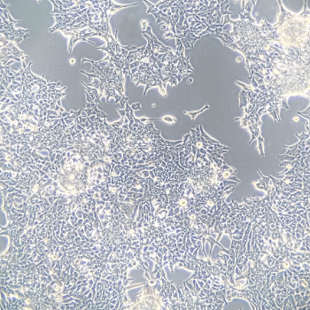 位相差観察のイメージ